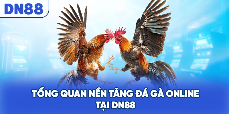 Tổng quan nền tảng đá gà online tại DN88